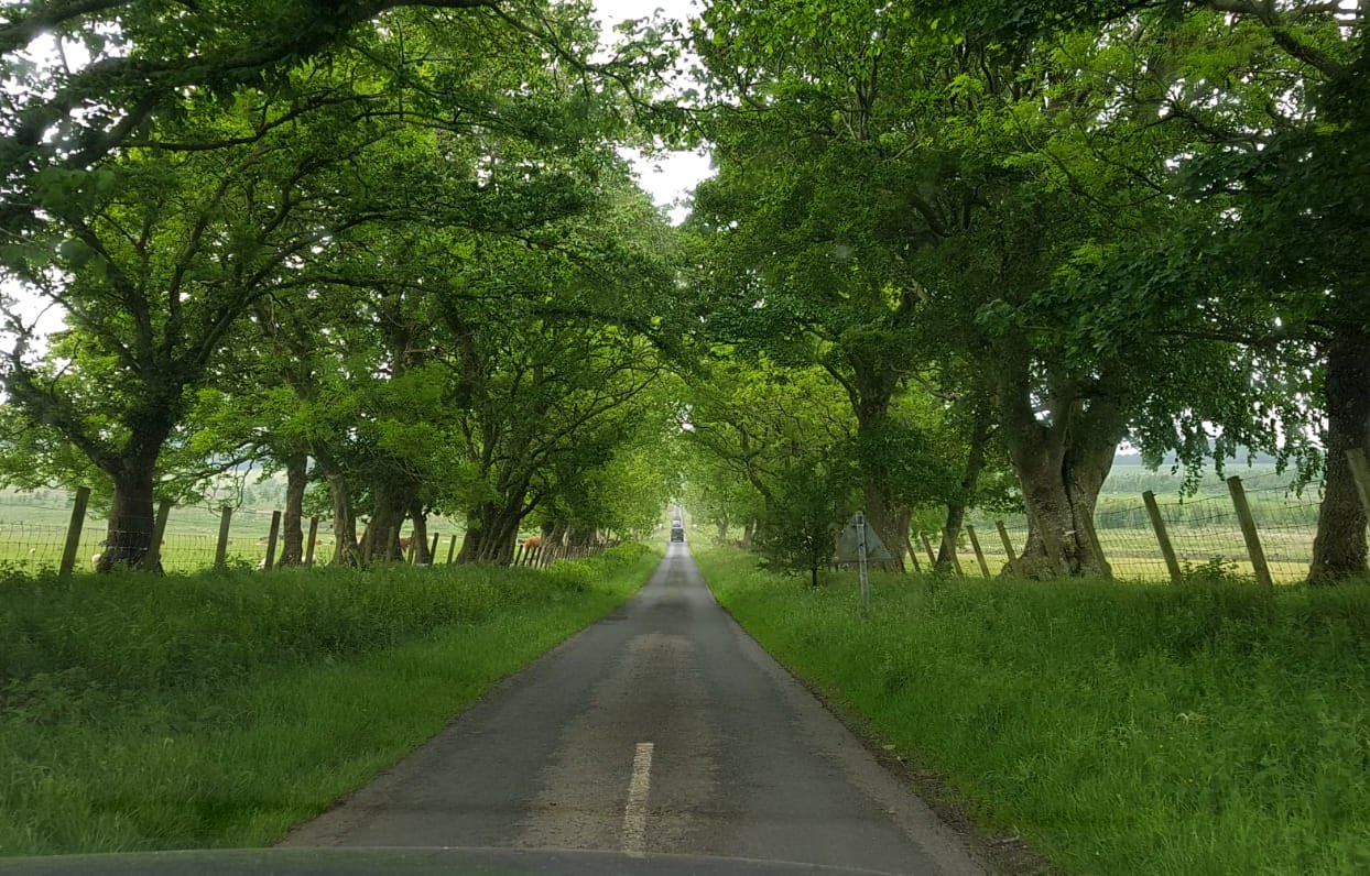 Photo from a vehicle looking straight along the minor road between the avenue of trees near North Cloich. A vehicle can be seen in the far distance.