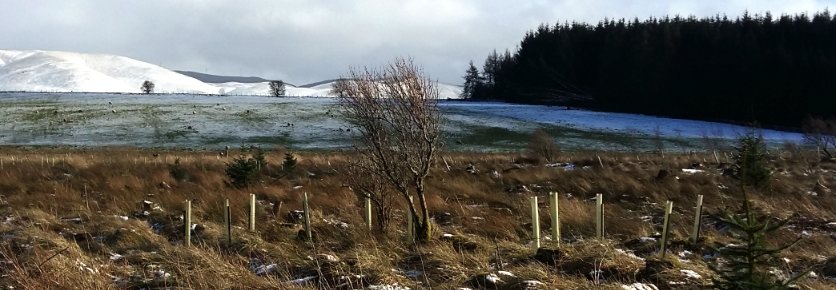 Winter photo of rough ground with foreground tree tubes and Moorfoot Hills in distance.